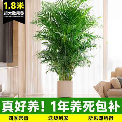 散尾葵植物盆栽客厅大号盆景凤尾竹室内大型旺宅绿植好养真花真树