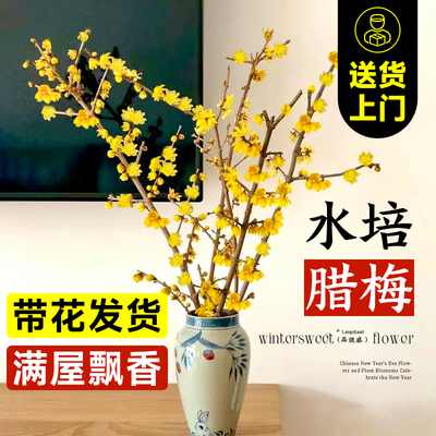 【带花】水培腊梅鲜切支客厅室内