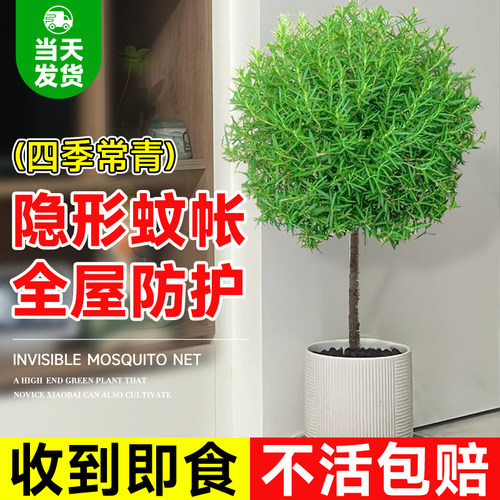 迷迭香大苗驱蚊清香可食用