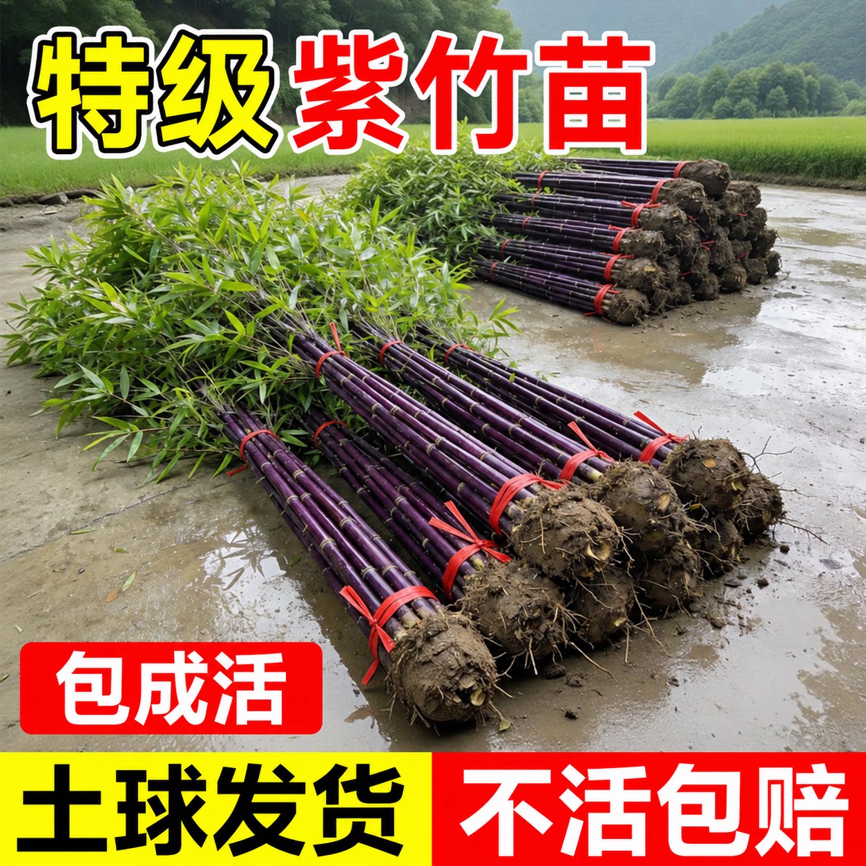 紫竹苗矮化竹子苗观赏绿植紫竹老根庭院室外耐寒热盆栽紫气东来竹