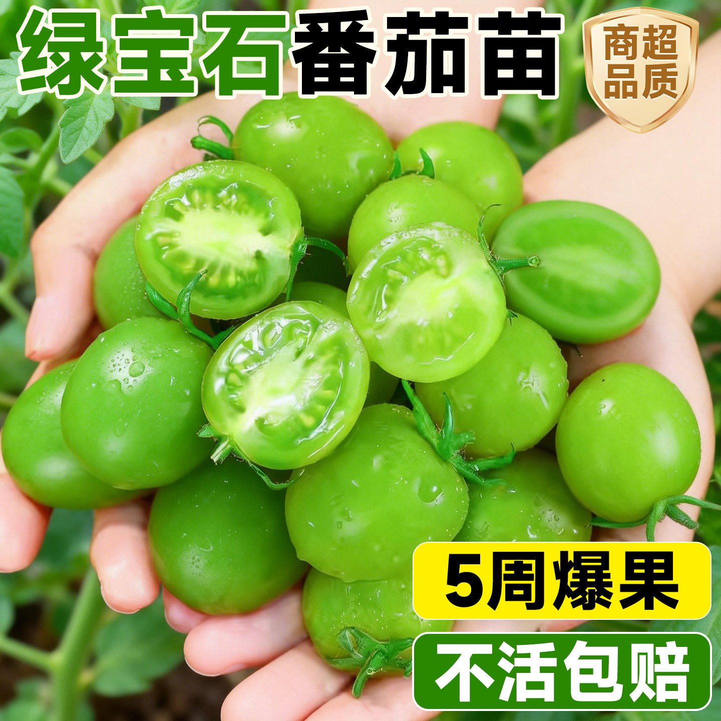 矮生番茄苗秧绿宝石番茄四季品种西红柿千禧圣女果秧苗蔬菜种子