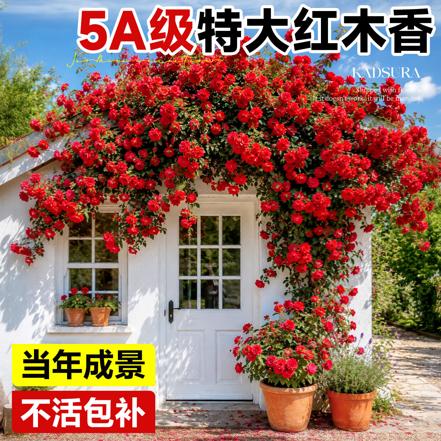 【带花发货】红木香爬藤四季开花图片