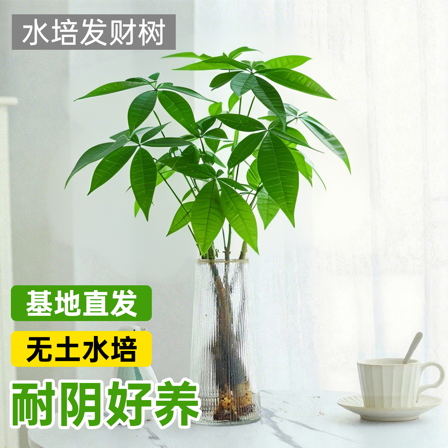 发财树盆栽水培植物室内招财好养
