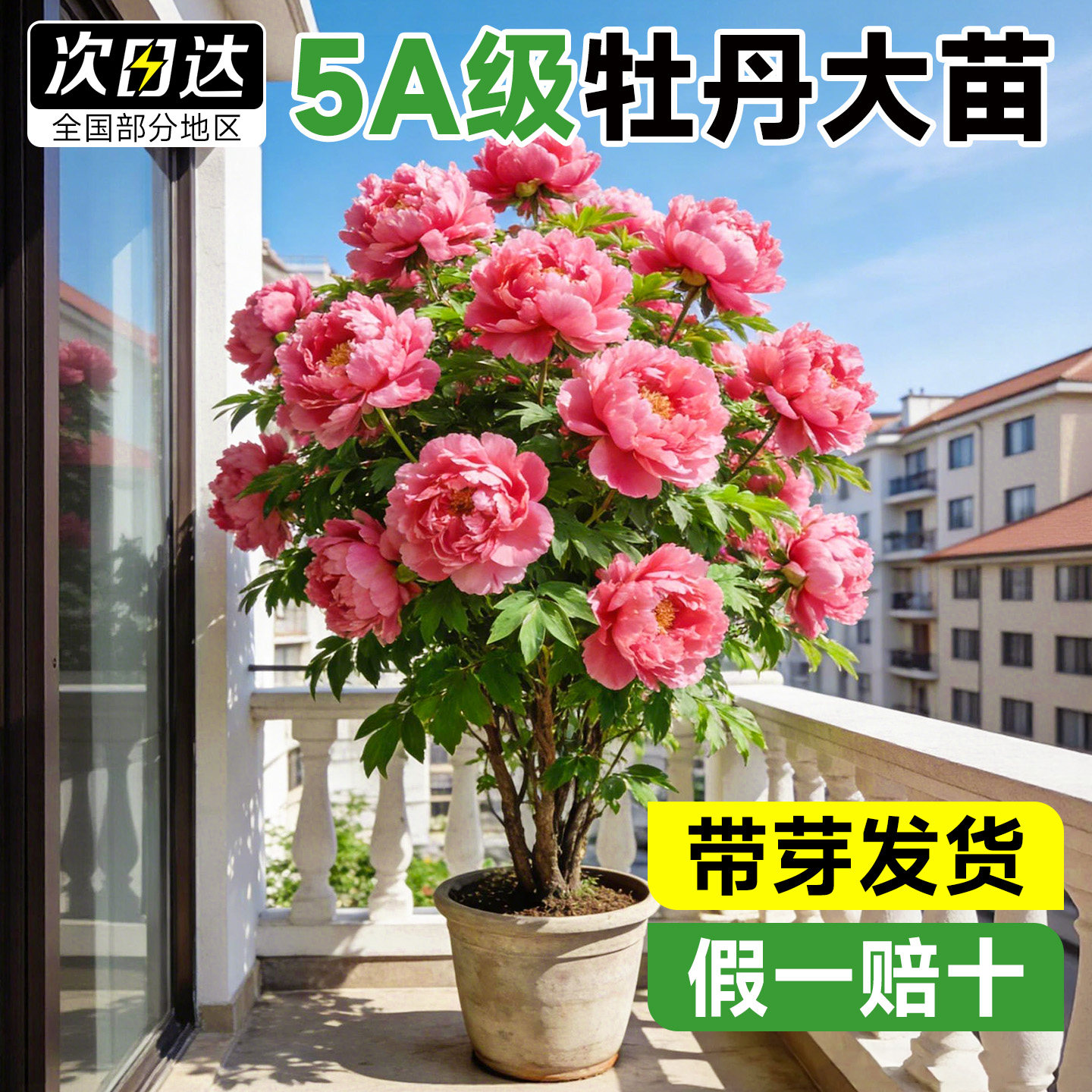 牡丹花卉盆栽老桩树苗洛阳正宗大花四季带芽孢室内花苗庭院绿植物,鲜花速递/花卉仿真/绿植园艺,时令草本花卉,淘宝优惠券,粉丝福利购,淘宝优惠卷