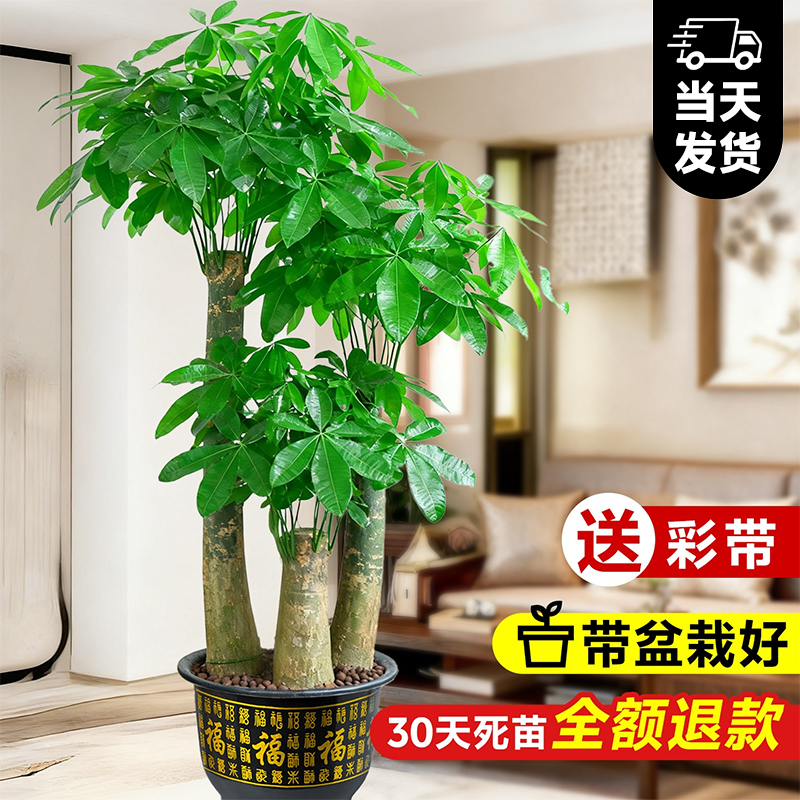 步步高发财树大棵盆栽室内绿植办公室开业送礼三杆招财树大型盆景