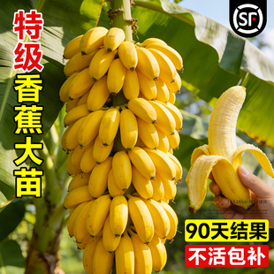 香蕉树苗盆栽地栽南方北方四季结果庭院矮化带土耐寒特大果树果苗