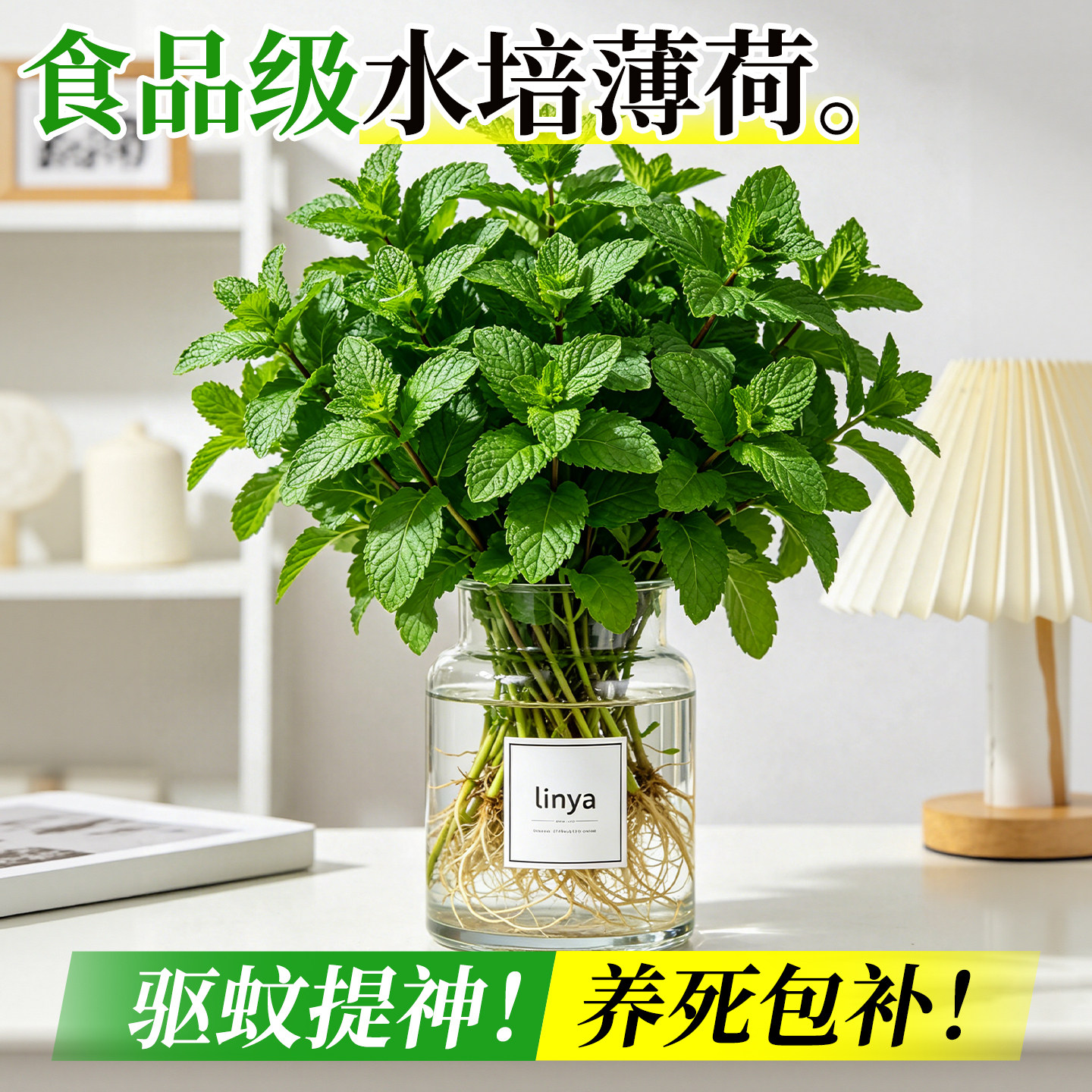 水培薄荷盆栽可食用驱蚊好养图片