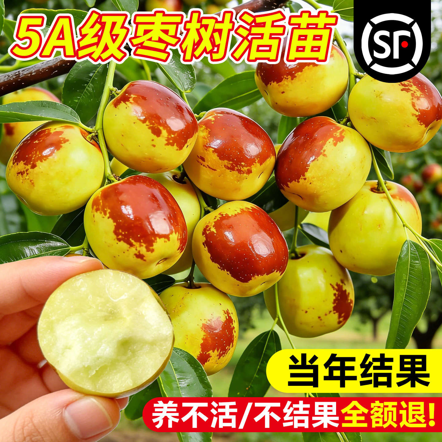 枣树活苗特大冬枣嫁接树苗沾化冬枣三代大枣超甜奶枣苹果水果青枣