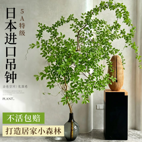 【5A特级】日本进口吊钟高级感