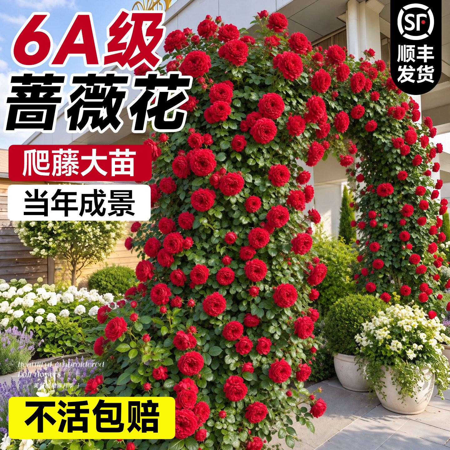 蔷薇花苗爬藤四季开花盆栽月季树苗花苞室内外庭院好养花卉绿植物