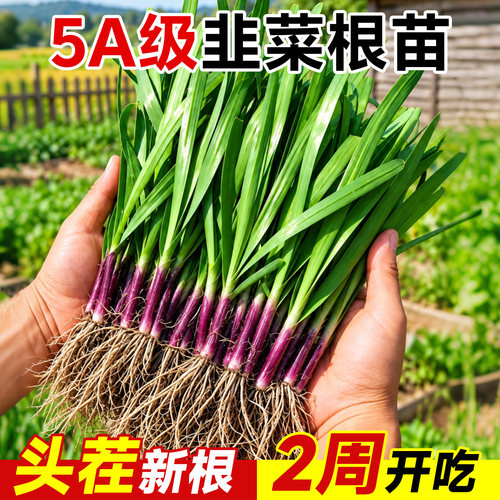 韭菜根苗四季紫根宽叶现挖带土