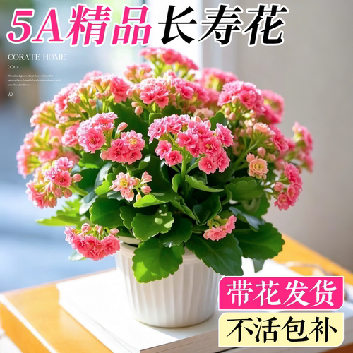 5A特级长寿花盆栽款式对版