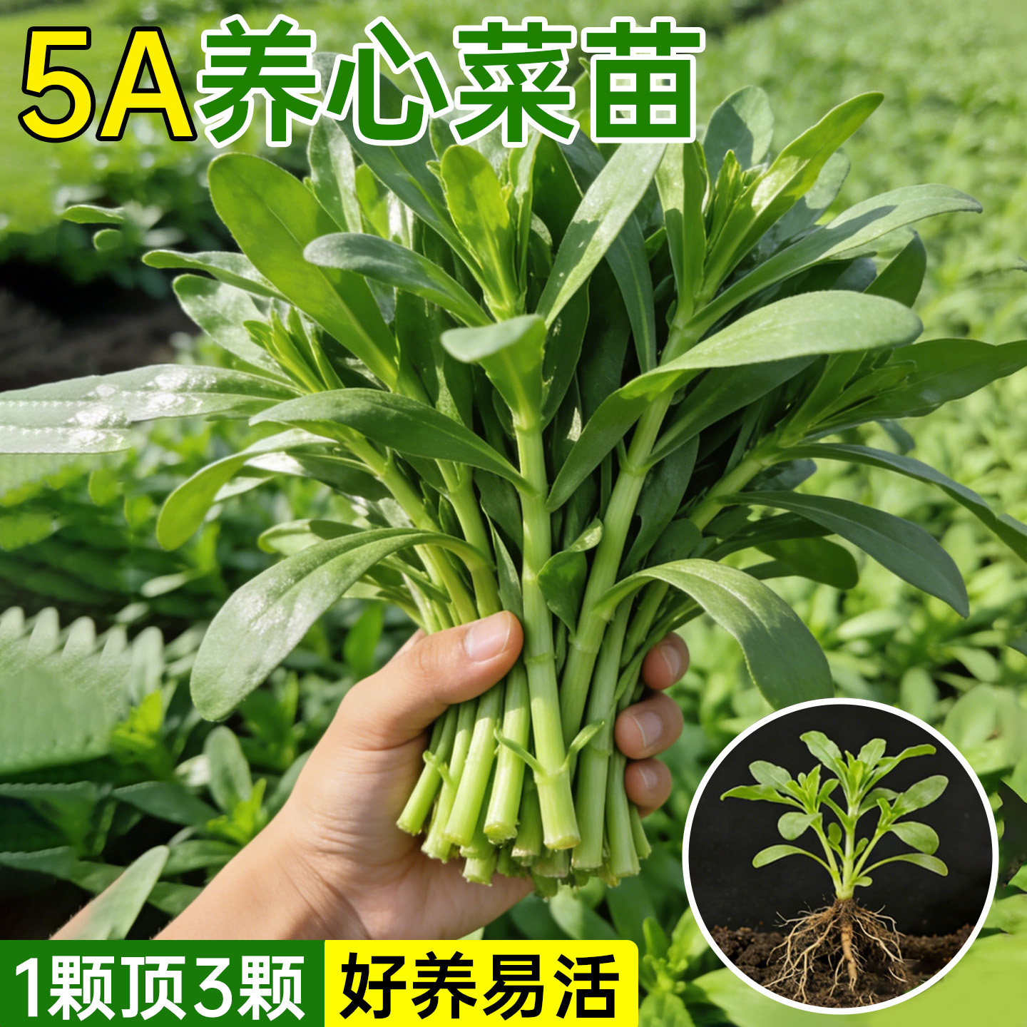 养心菜根苗高产高钙救心菜景天三七菜苗秧四季蔬菜苗盆栽阳台种植