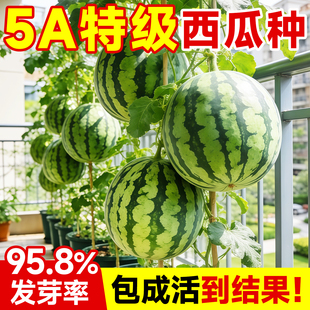 8424麒麟西瓜种子大全美都无籽巨型特大懒汉黑美人高产早熟盆栽