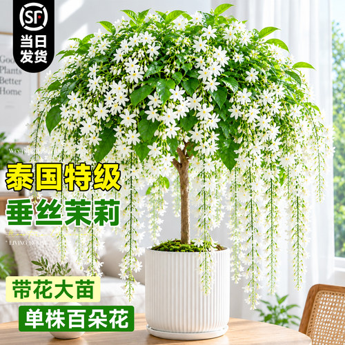 泰国垂丝茉莉客厅氛围绿植