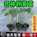 水果秋葵種子苗蔬菜種苗種籽孑秧適合秋季 帶土菜苗秧苗幼苗黃