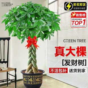 辫子发财树客厅盆栽大型室内绿植招财树办公室乔迁开业落地植物棵