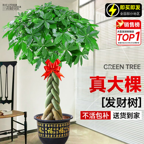 辫子发财树大棵盆栽开业送礼乔迁