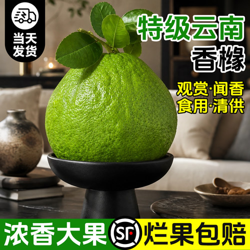 正宗云南香橼果天然香薰观赏食用