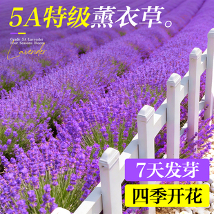 薰衣草种子花籽四季庭院别墅盆栽花卉种籽驱蚊植物阳台室外花种子
