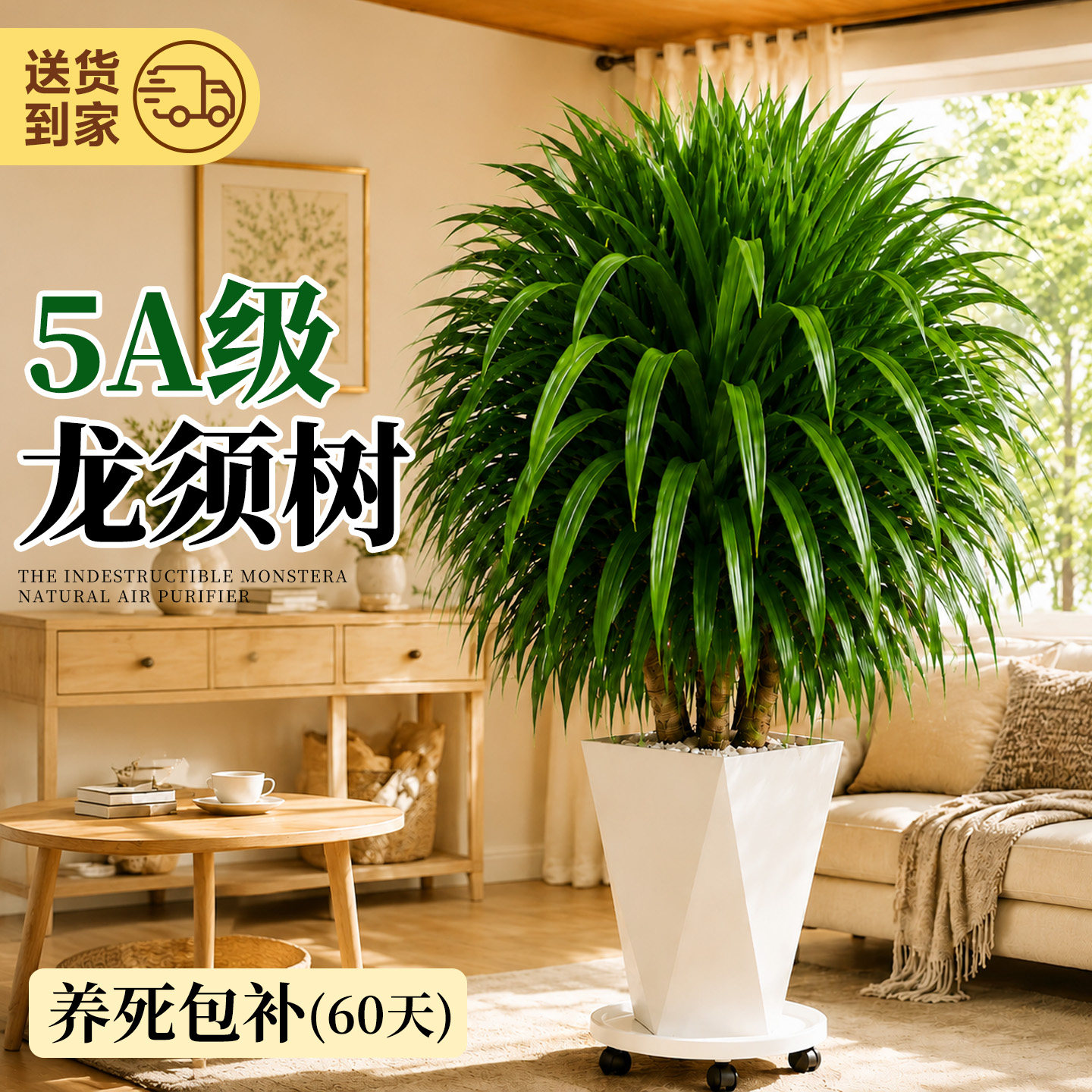龙须树苗客厅绿植多头龙血树盆栽室内好养旺宅大型植物高级感摆件