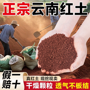 云南红土种植土蓝莓专用酸性土天然高原风化颗粒养龟月季山茶桂花