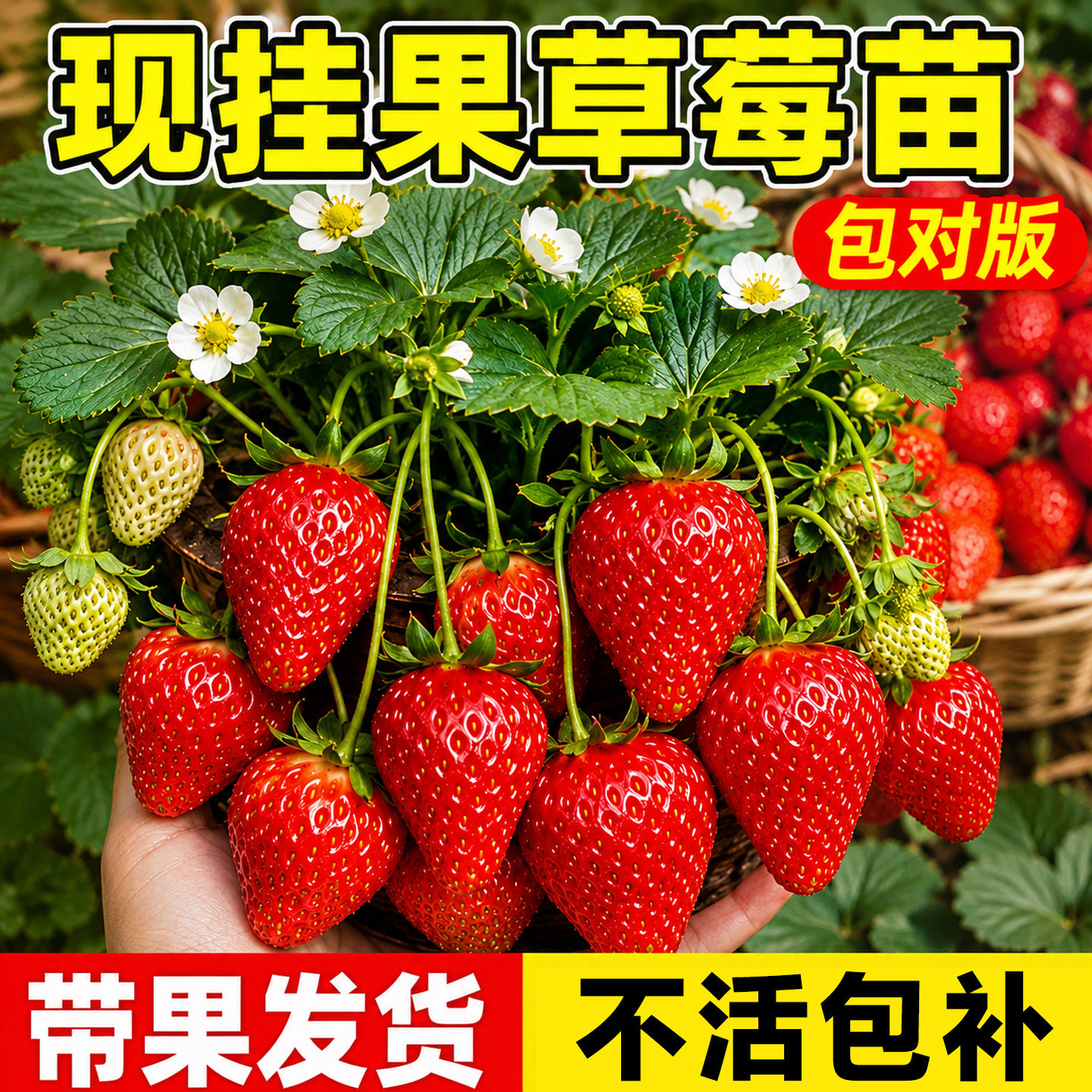 草莓苗盆栽食用奶油红颜穴盘苗果苗南北阳台四季种植好养草莓苗秧