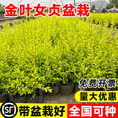 金叶女贞盆栽庭院花镜造景绿植物