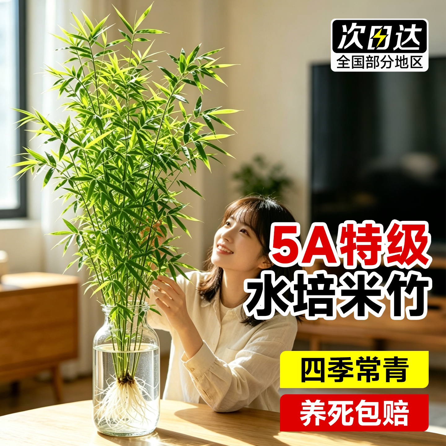 米竹水培室内盆栽植物水养观音竹富贵竹南天竹发财水竹子客厅绿植