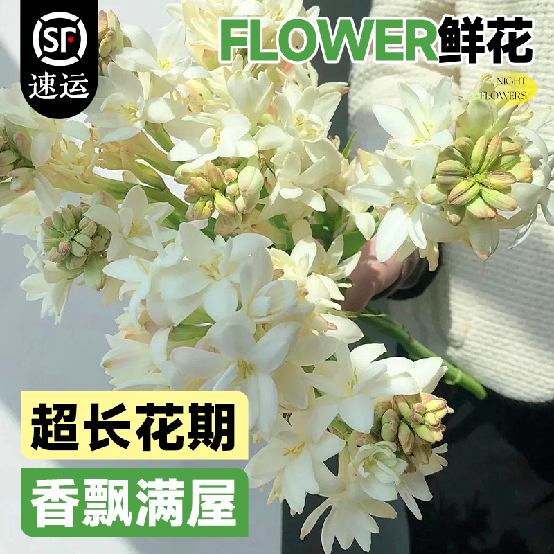 【精品】晚香玉鲜切花遇水成活