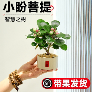 小盼菩提树盆栽带果办公室桌面绿植盆景客厅中式禅意植物摆件好养
