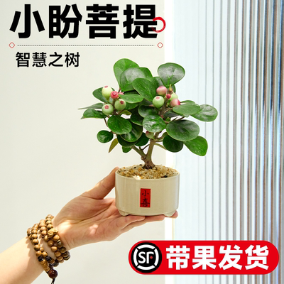 菩提树盆栽带果桌面绿植好养盆景