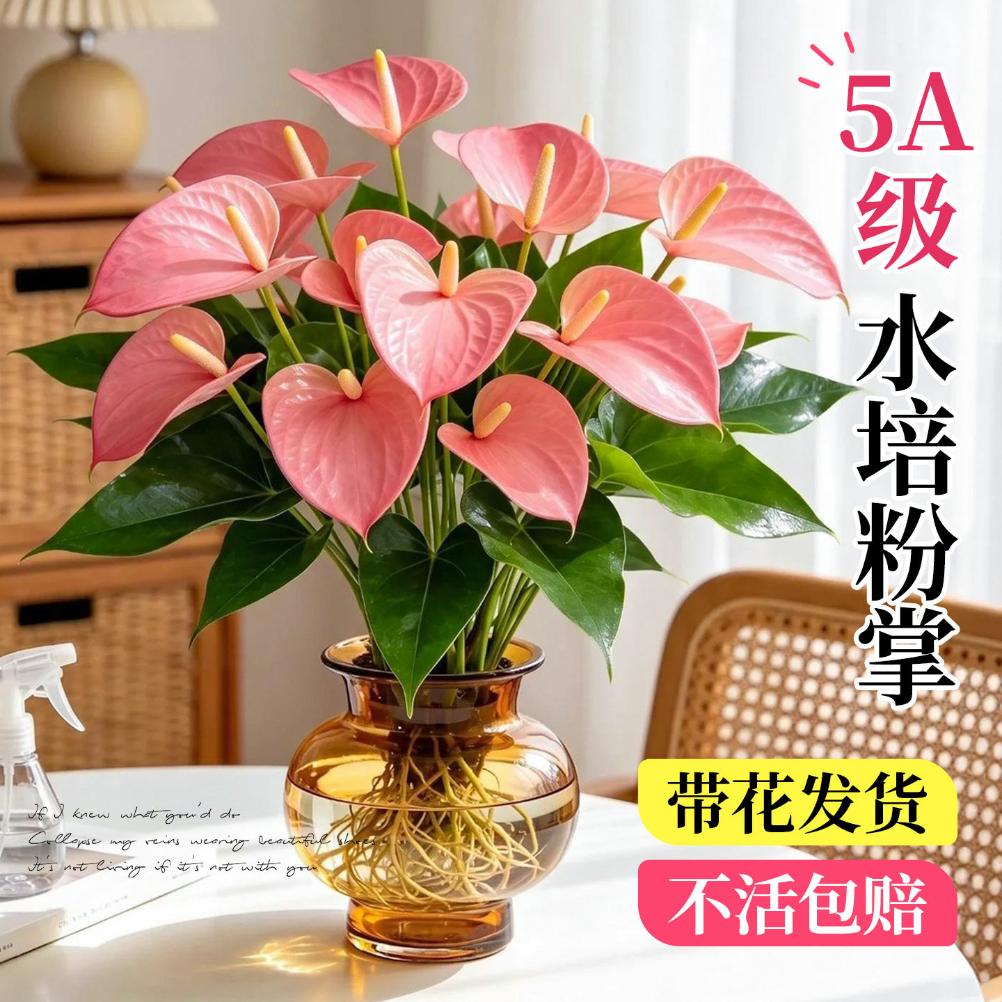 水培植物粉掌盆栽水养红掌鲜花绿植办公室内桌面好养活秋冬开花卉