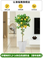 Лимонное дерево в белом ромбовидном горшке высотой около 1,2-1,4 метра.