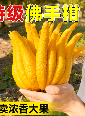 佛手柑水培植物鲜果桌面闻香观赏摆件室内水养绿植新鲜超级可食用