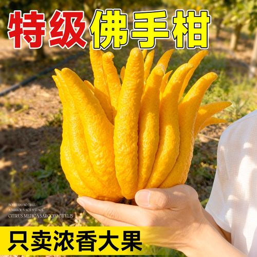 【现摘现发】特级大果佛手柑