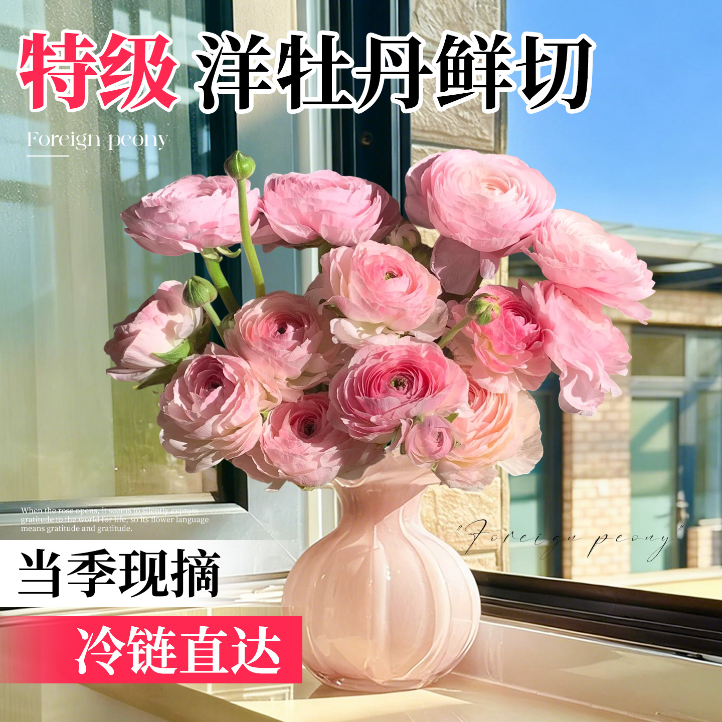 洋牡丹鲜切花鲜花云南基地直发