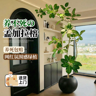 孟加拉榕客厅绿植室内大型植物高级感客厅盆栽高端大气上档次好养