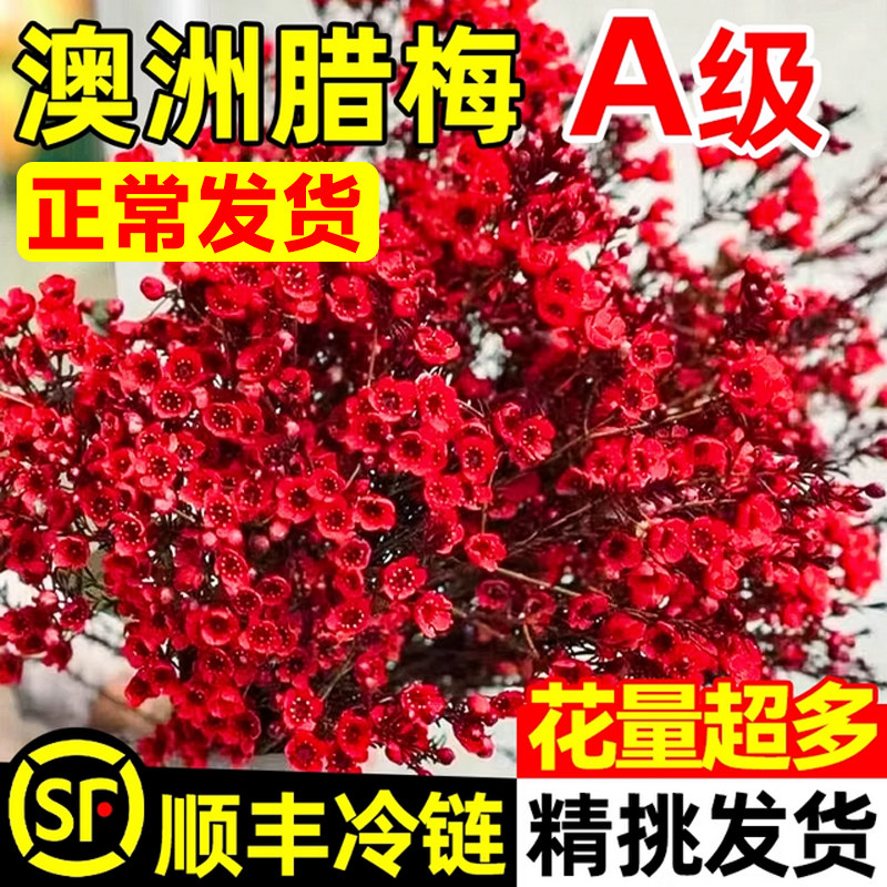 澳洲腊梅鲜花水培鲜枝干枝真花年宵花卉室内过年花冬季蜡梅鲜切花,鲜花速递/花卉仿真/绿植园艺,时令草本花卉,淘宝优惠券,粉丝福利购,淘宝优惠卷