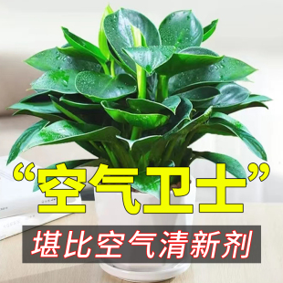 金钻盆栽大绿萝箩花卉植物室内花水培绿植物绿公主办公室四季好养