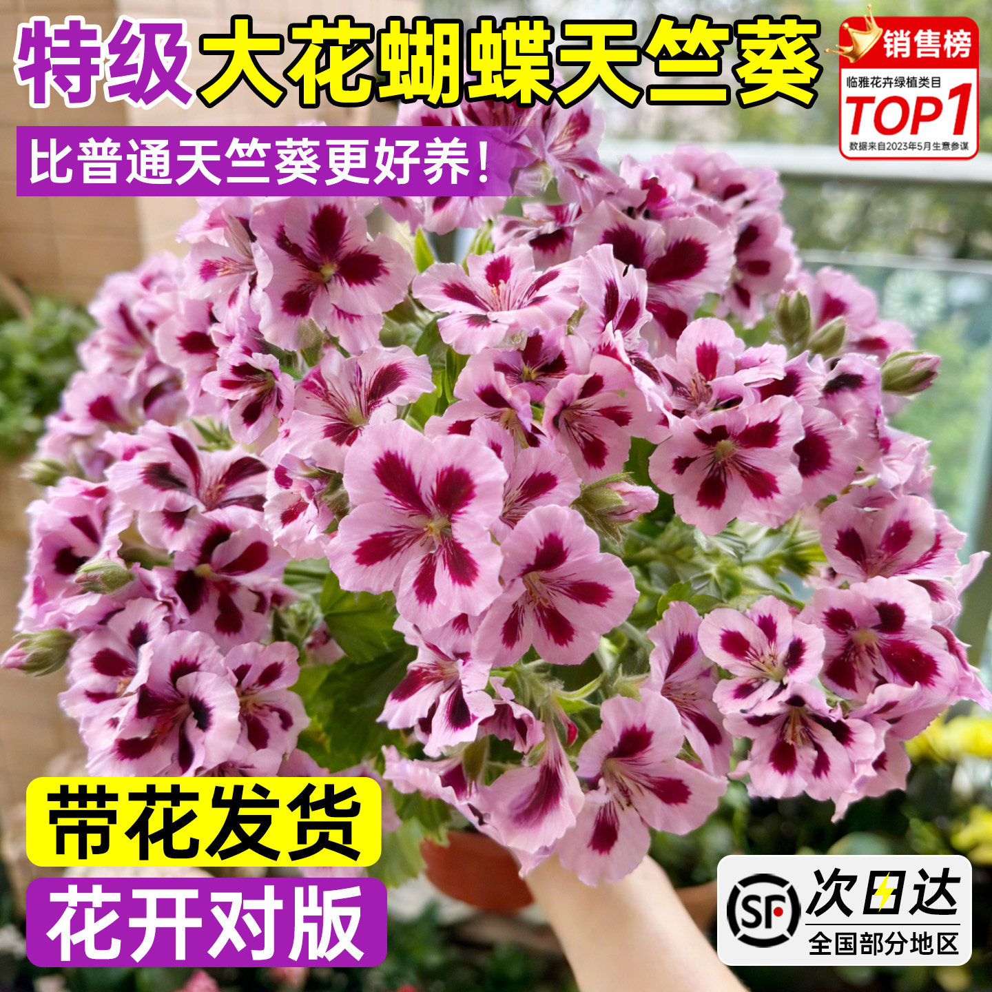 大花蝴蝶天竺葵盆栽带花苞发货重瓣四季花苗室内阳台开花植物好养