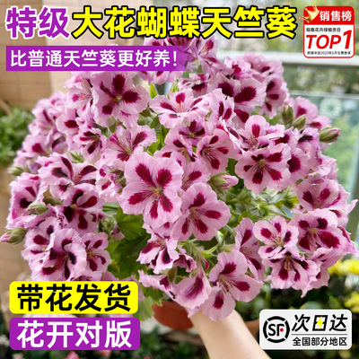 大花蝴蝶天竺葵盆栽带花苞发货好