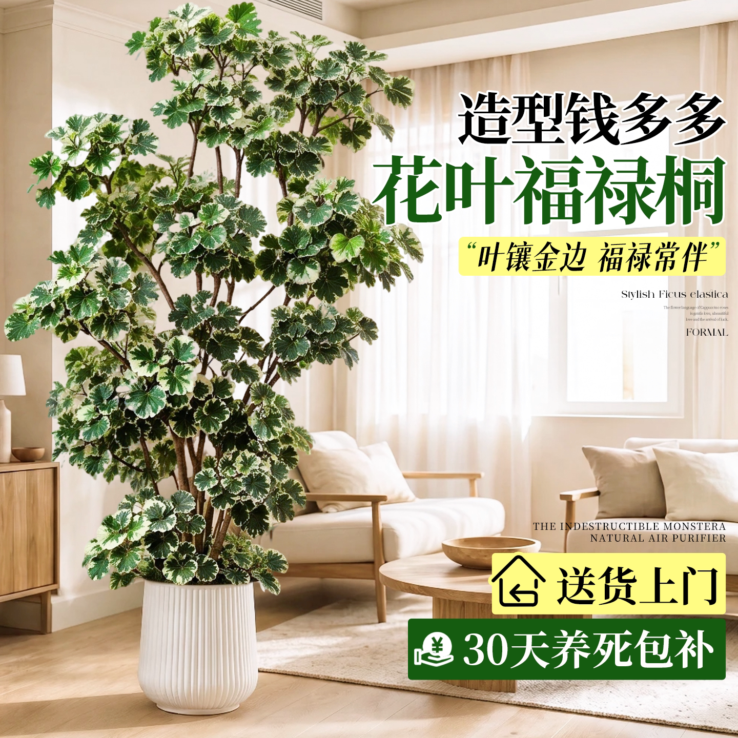 钱多多花叶福禄桐落地大号盆栽+图片