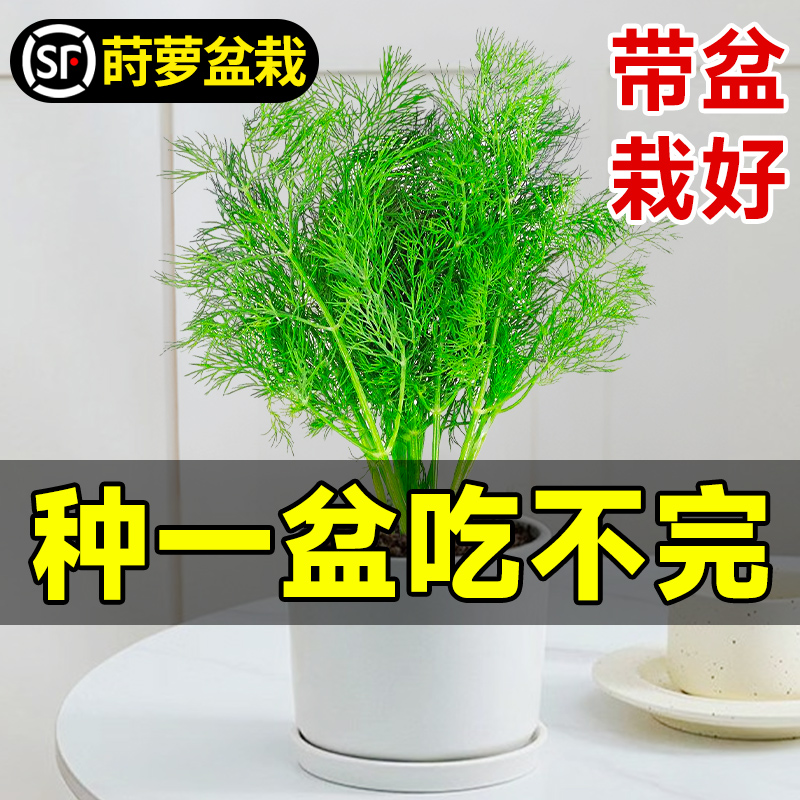 莳萝盆栽花食用香料洋茴香苗薄荷迷迭香草四季室内阳台好养绿植物