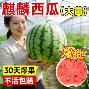 麒麟西瓜苗秧嫁接8424西瓜种籽南方阳台盆栽无籽懒汉水果西瓜秧苗
