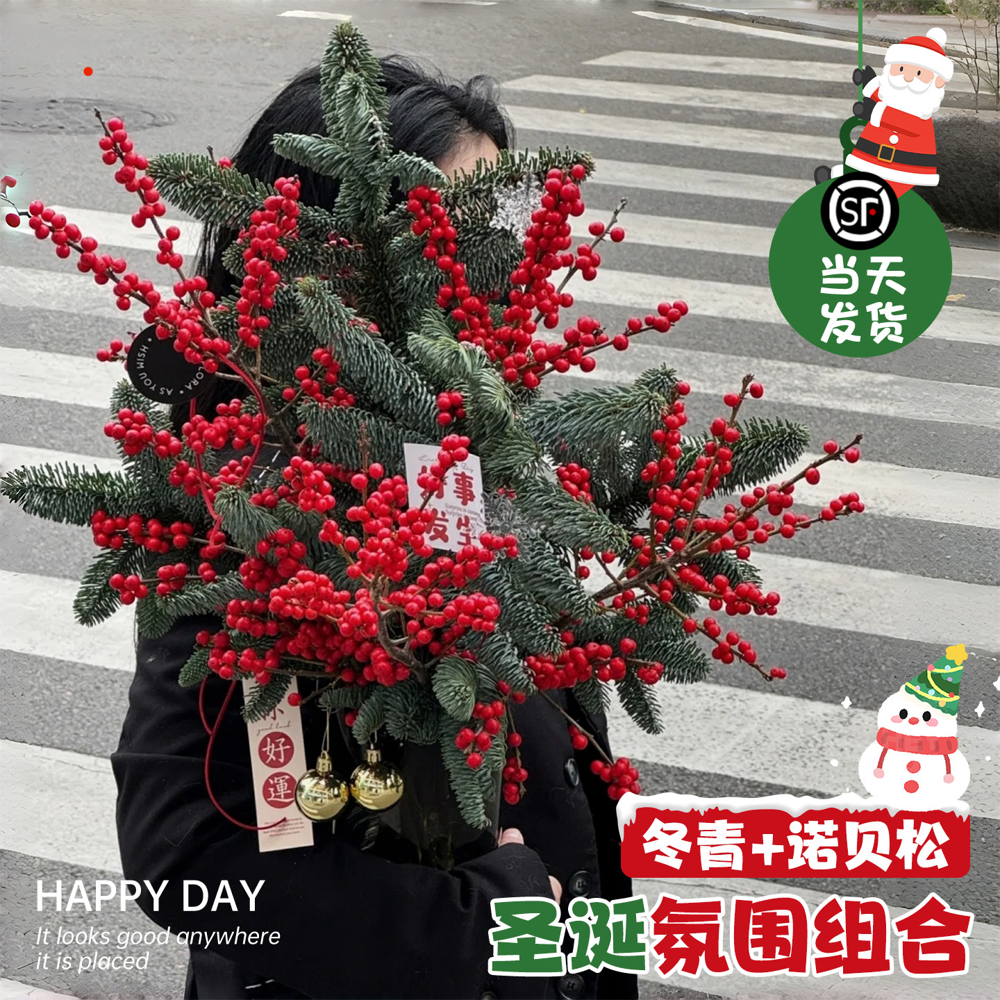 【圣诞鲜花】冬青诺贝松云南直发