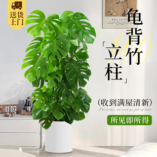 立柱龟背竹客厅大盆栽老桩客厅大型绿植物室内高级感落地大号好养