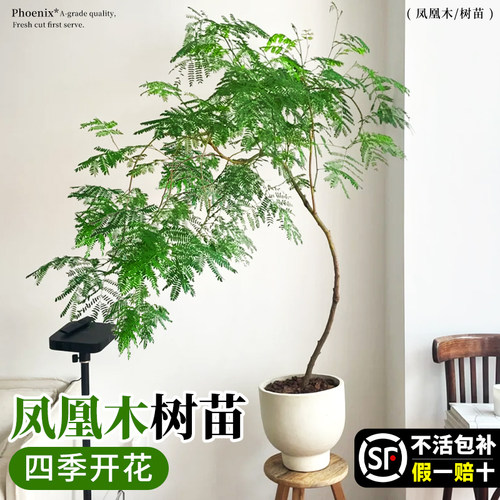 凤凰木树苗盆栽植物室内好养