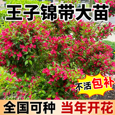 五彩红王子锦带花树苗花叶庭院绿化植物四季开耐寒耐冻南北方种植