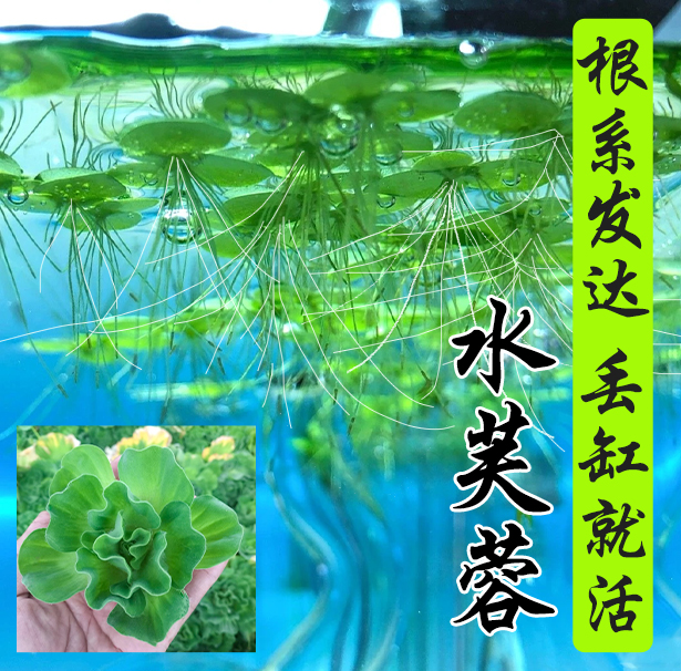 水芙蓉水草植物水上叶鱼缸造景水培植物浮萍圆叶萍水葫芦古法养鱼 宠物/宠物食品及用品 水草 原图主图